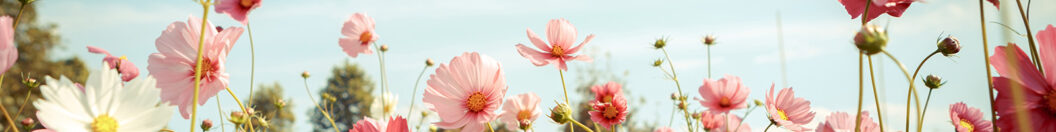 Pink flowers